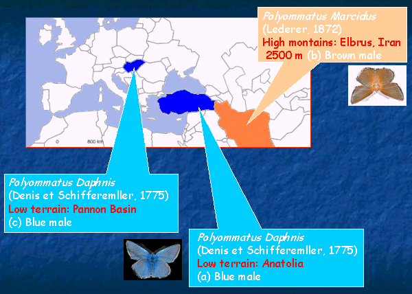 Geographical origin of blue and brown butterflies