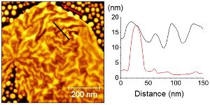 Graphene on Au