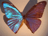 butterfly iridescence