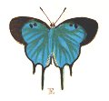 First documented Arcas species, 1775 First documented Arcas species, 1775