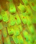 Optical miscroscopic image of the Arcas imperialis dorsal fore wing Optical miscroscopic image of the Arcas imperialis dorsal fore wing