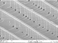 Scanning electron miscroscopic image of the Arcas imperialis dorsal fore wing Scanning electron miscroscopic image of the Arcas imperialis dorsal fore wing