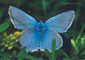 Blue butterfly