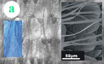 Blue butterfly scale structure