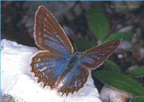 Brown butterfly
