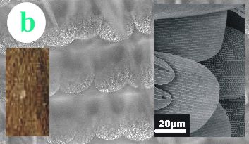 Brown butterfly scale structure