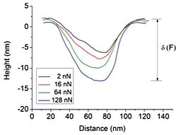 Graphene elasticity