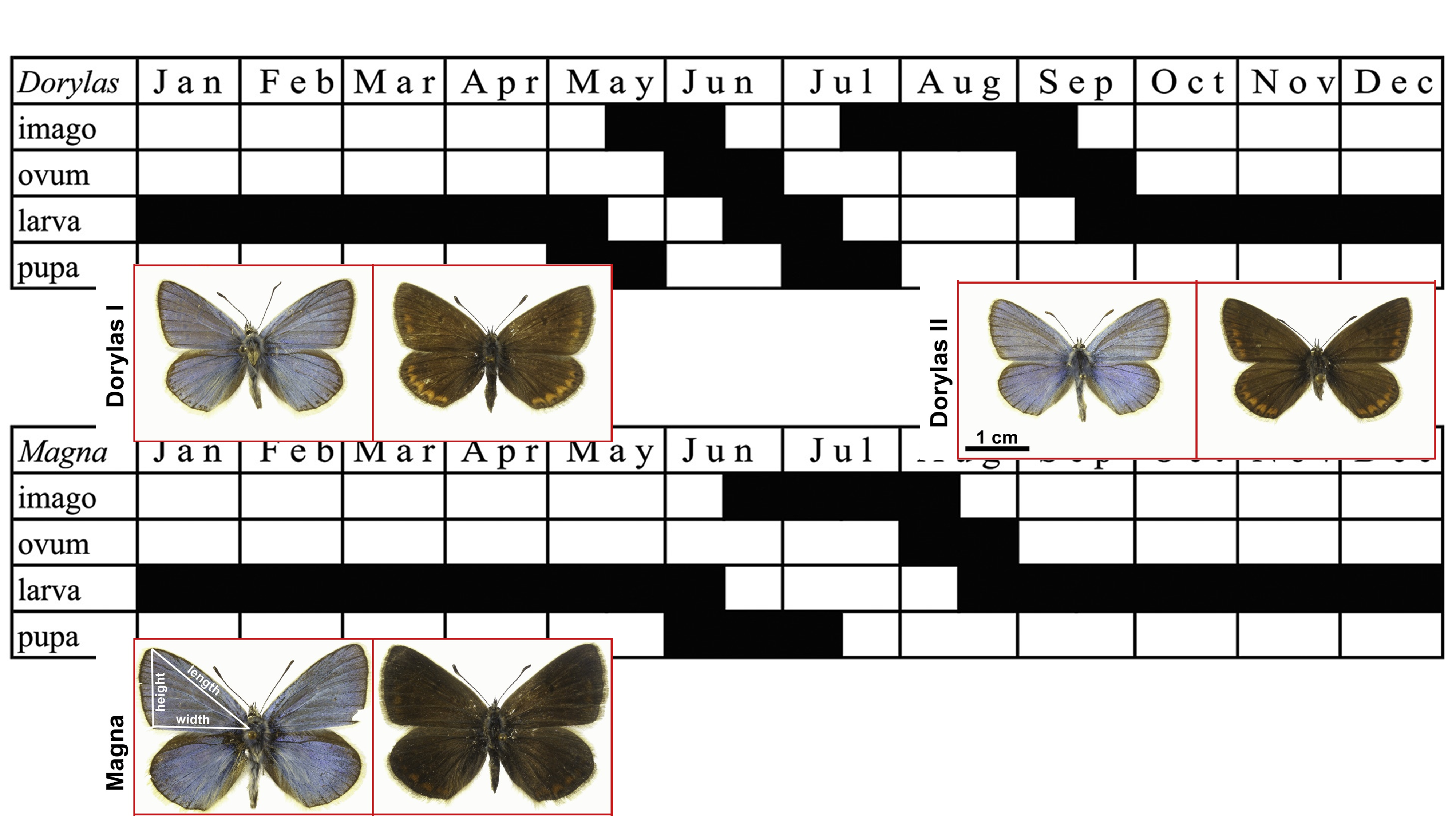 Butterfly generations