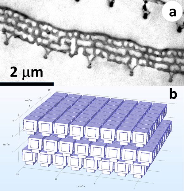 Albulina metallica TEM and model